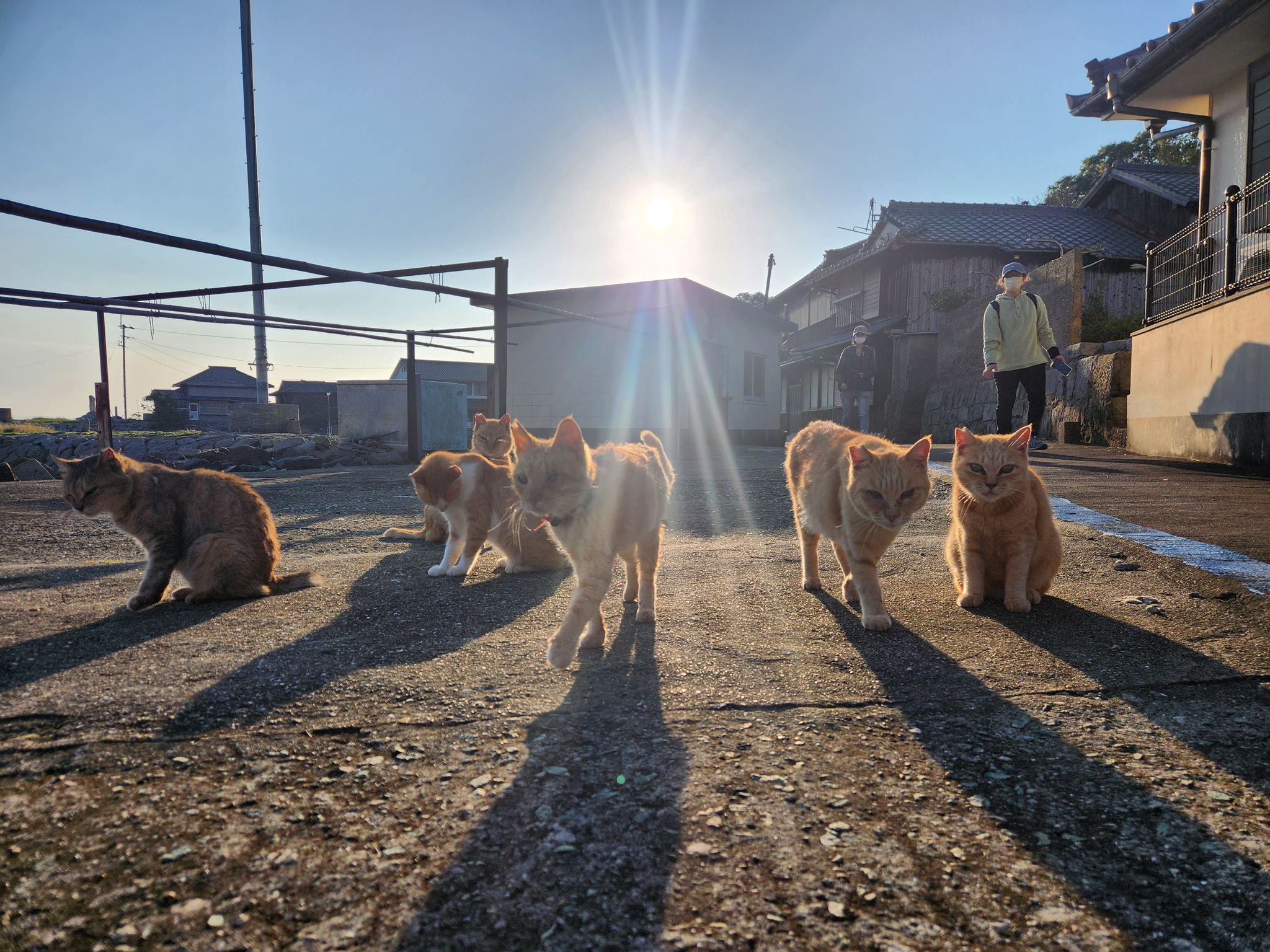 貓島