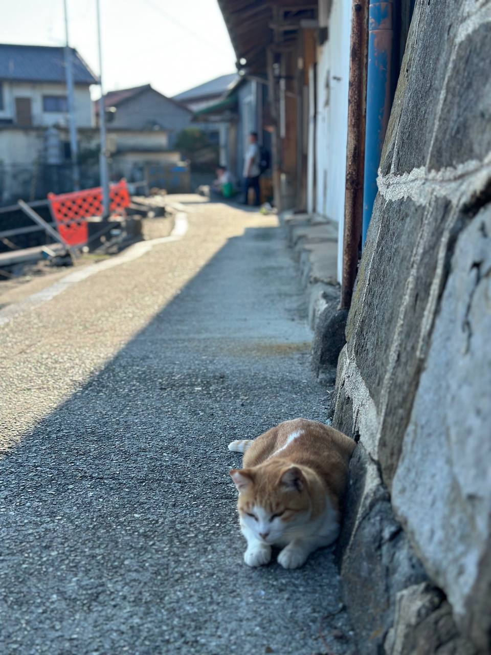 貓島