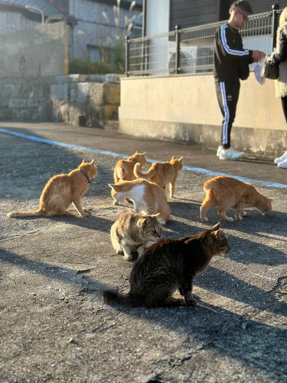 貓島