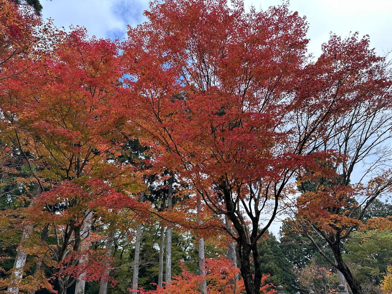 雲邊寺紅葉