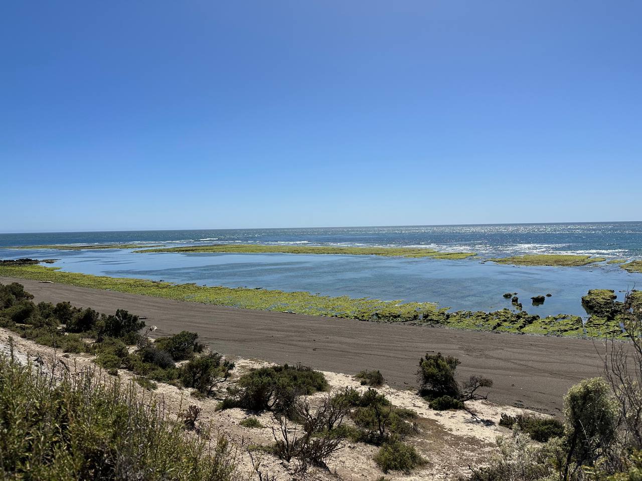 野生海獅與美麗大海