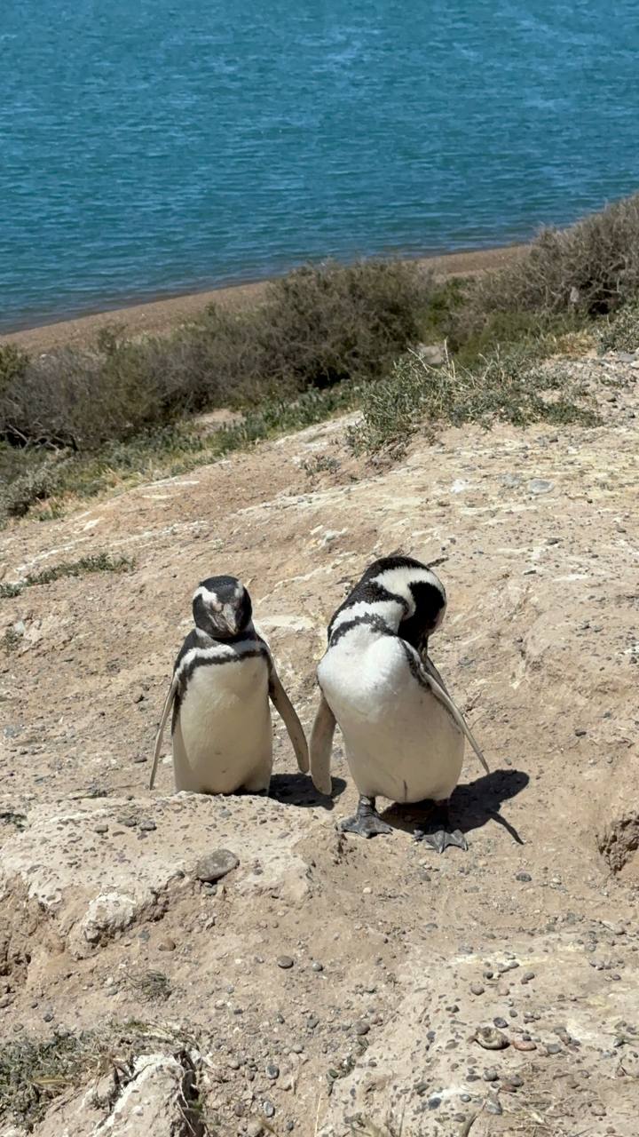 野生magellanic企鵝