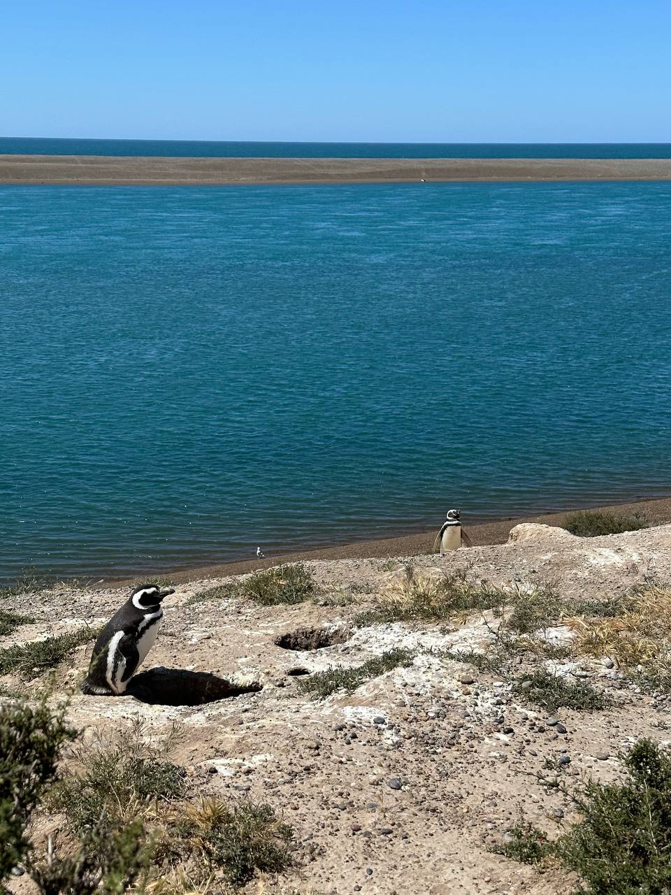 野生magellanic企鵝