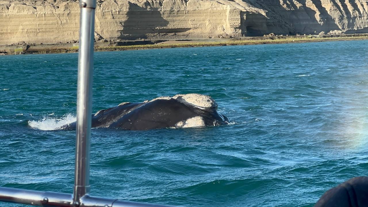 船上近距離看見殺人鯨