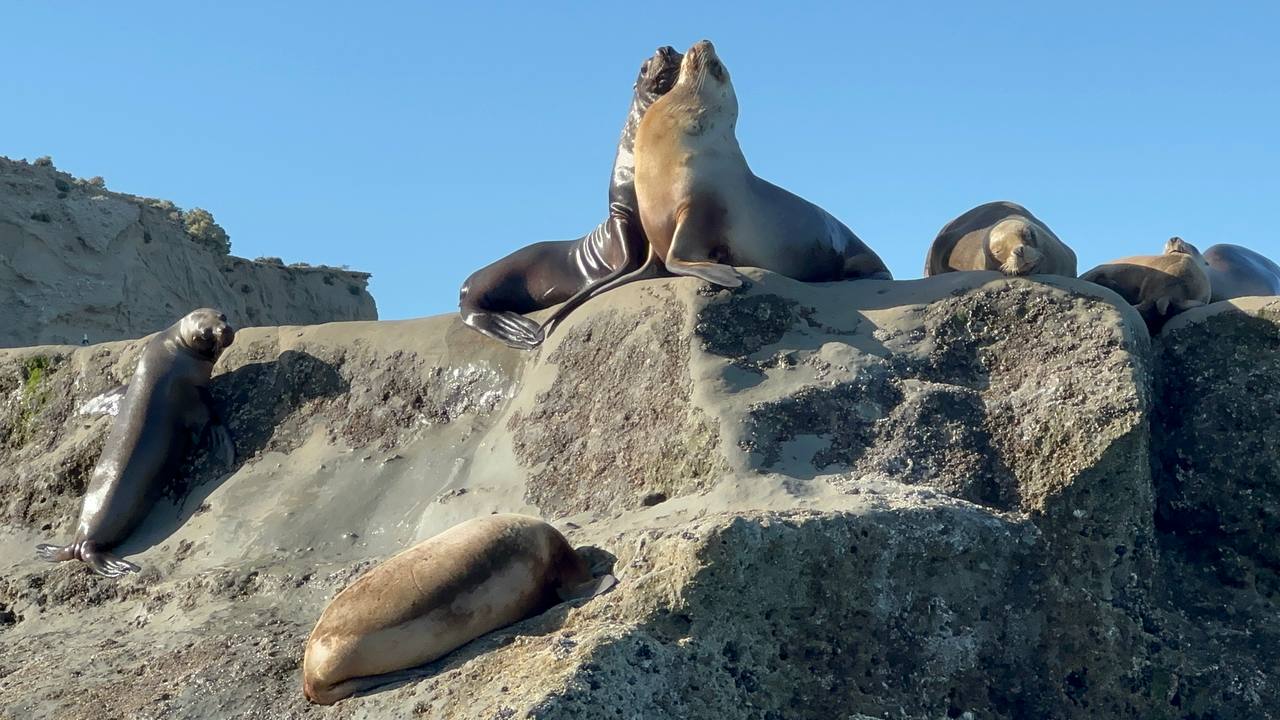 船上近距離看見海獅們