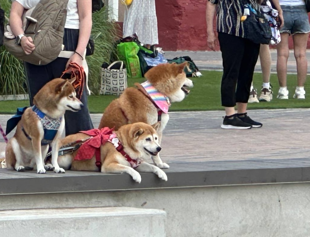 狗狗都享受