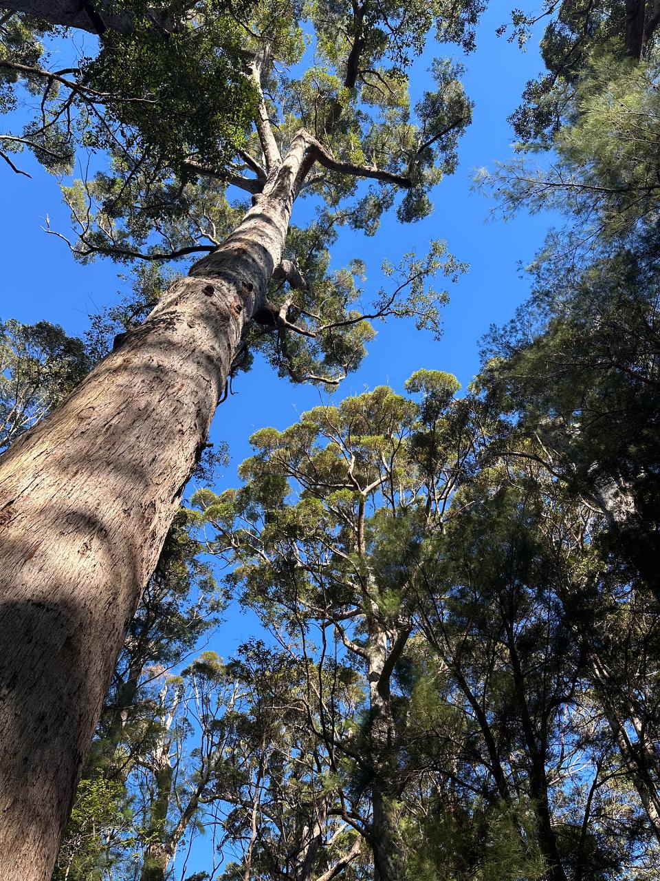 紅丁格樹