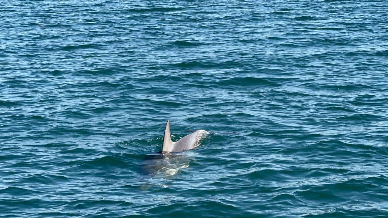 dolphin_tour