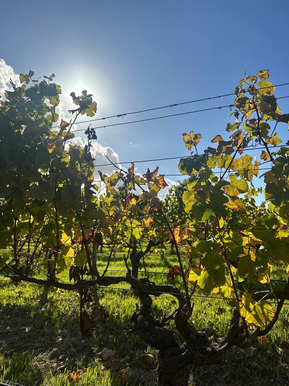 winery