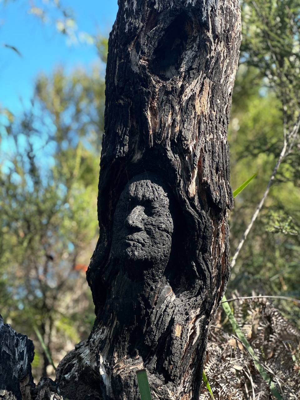 tree_gallary